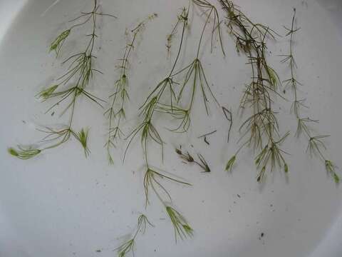 Image of Delicate Stonewort