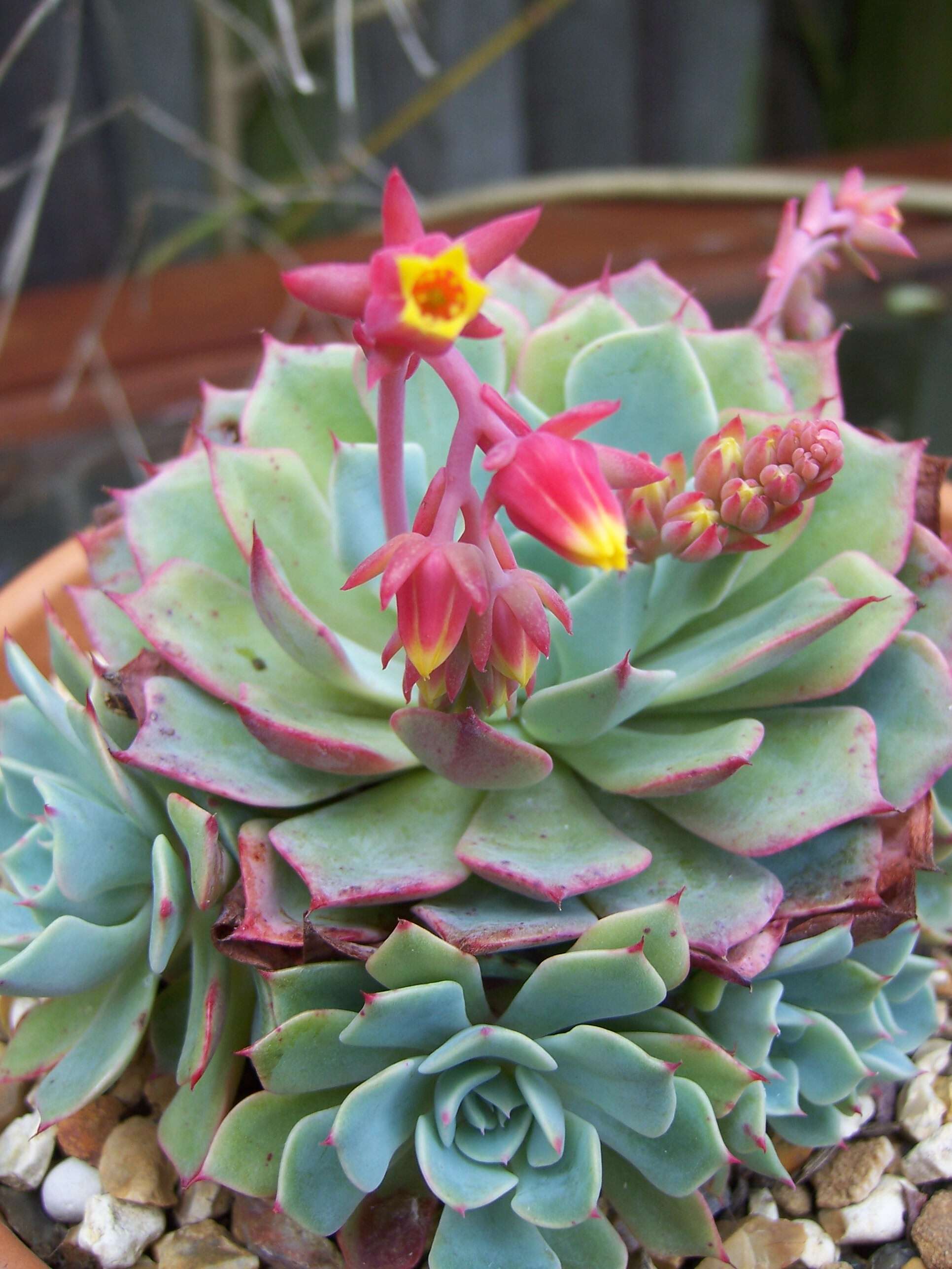 Image of Echeveria elegans Rose