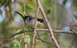 Atlapetes leucopterus (Jardine 1856) resmi