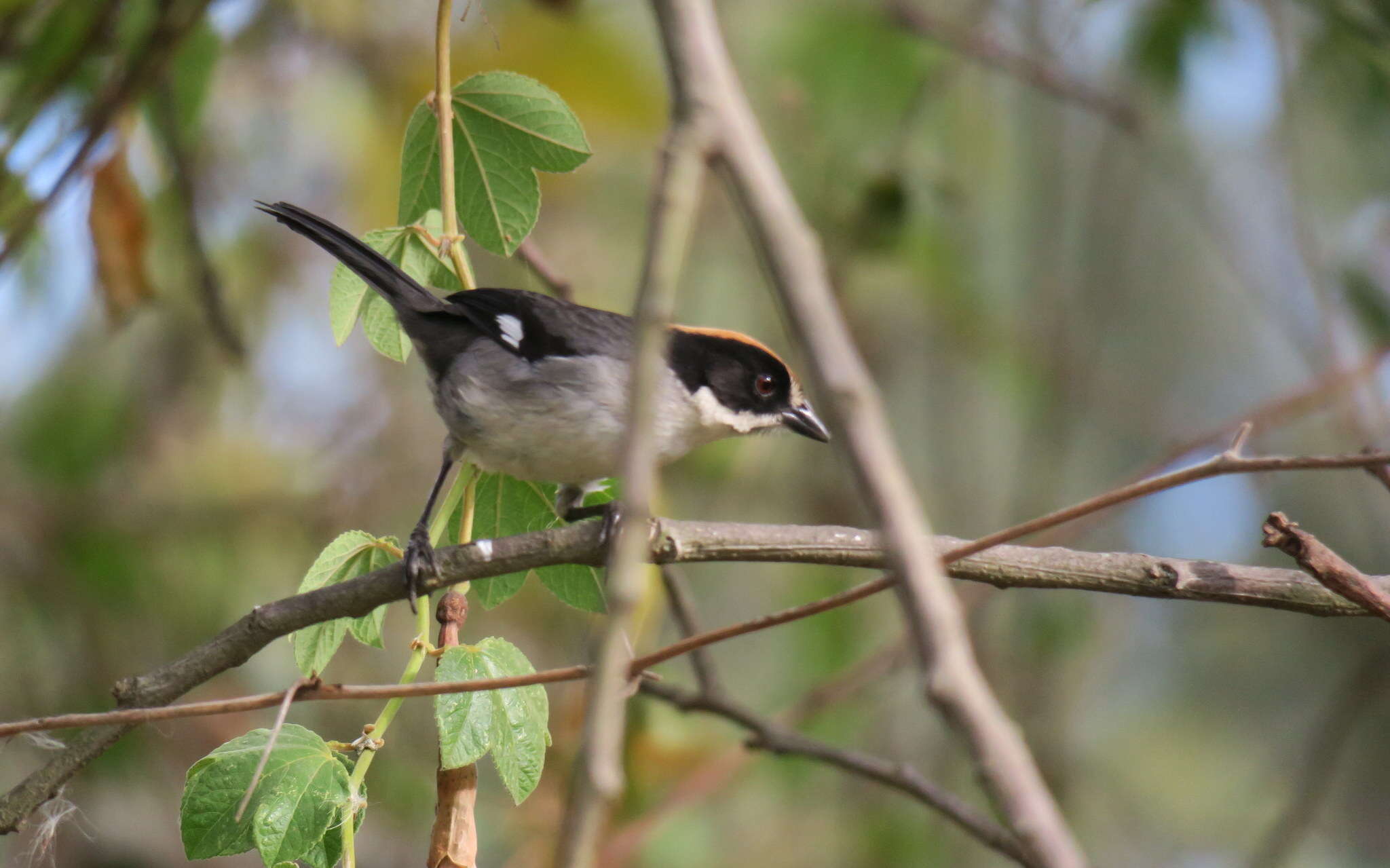 Atlapetes leucopterus (Jardine 1856) resmi