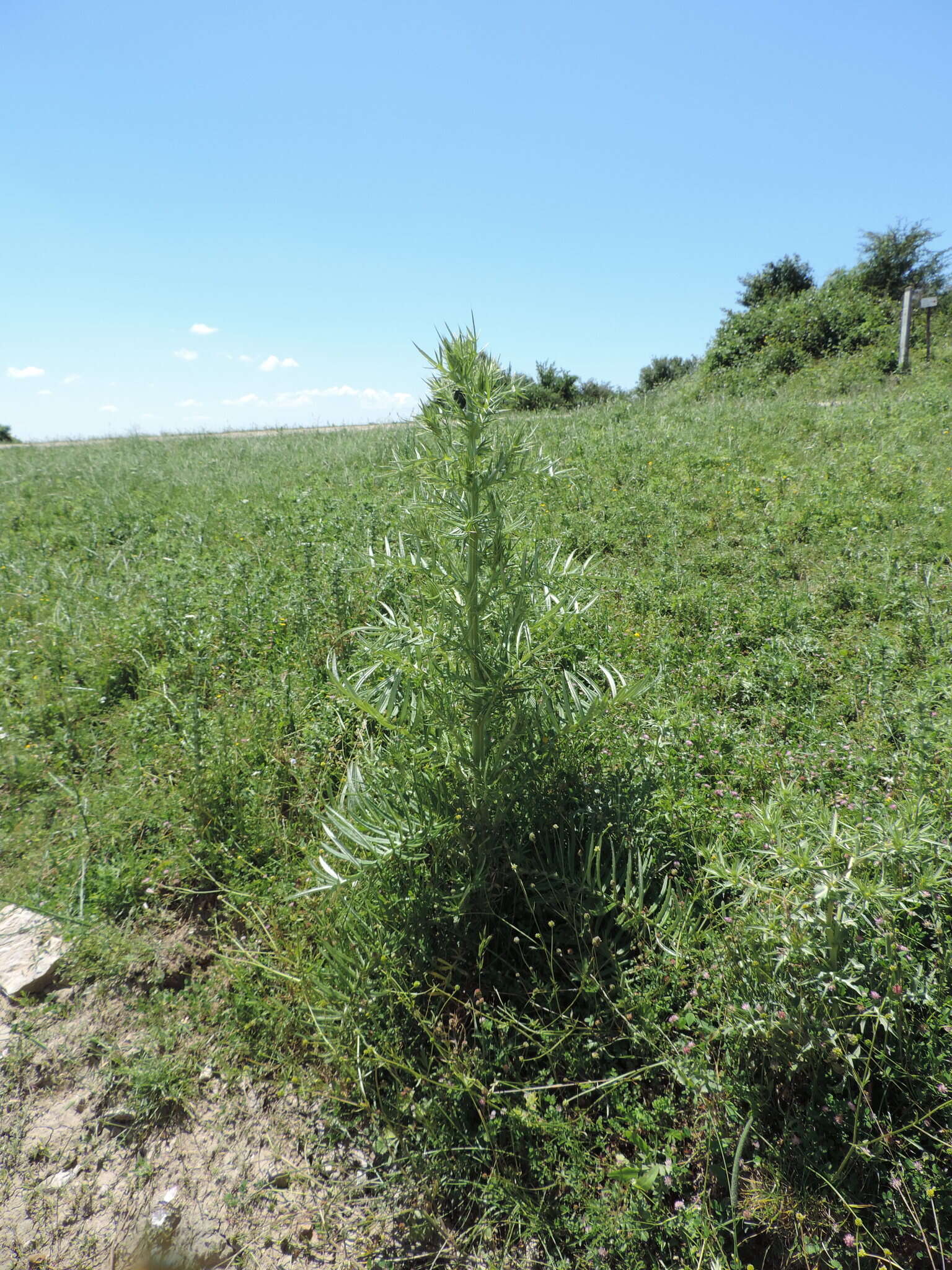 Plancia ëd Cirsium tenoreanum Petr.