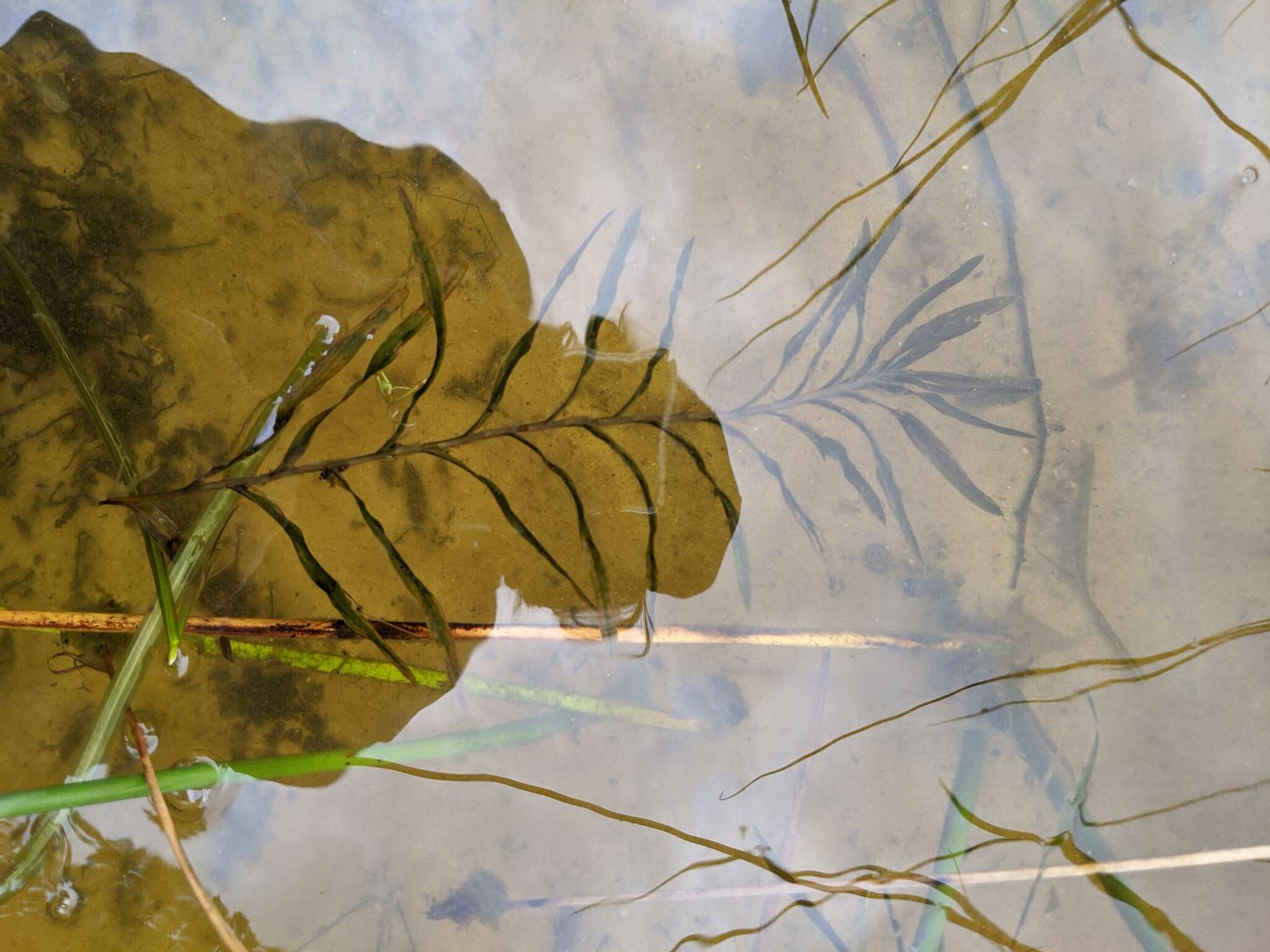 Image of Robbins' pondweed