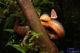 Image of Shropshire's Puffing Snake