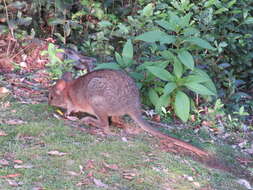 Image de Pademelon à cou rouge