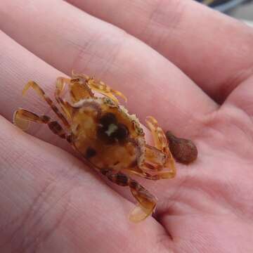 Image of sargassum crab