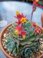 Image of Echeveria elegans Rose