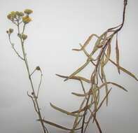 Image of Hieracium umbellatum subsp. filifolium (Üksip) Tzvel.