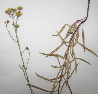 Image of Hieracium umbellatum subsp. filifolium (Üksip) Tzvel.