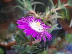 Image of delosperma