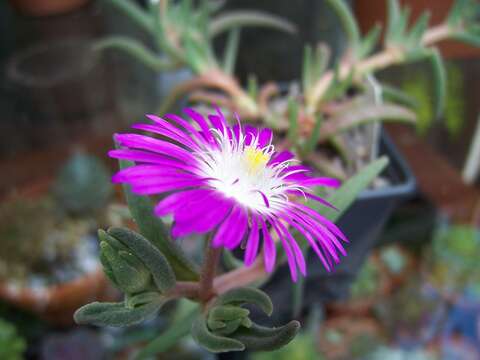 Image of delosperma