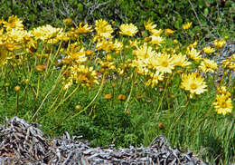 Image de Coreopsis maritima (Nutt.) Hook. fil.