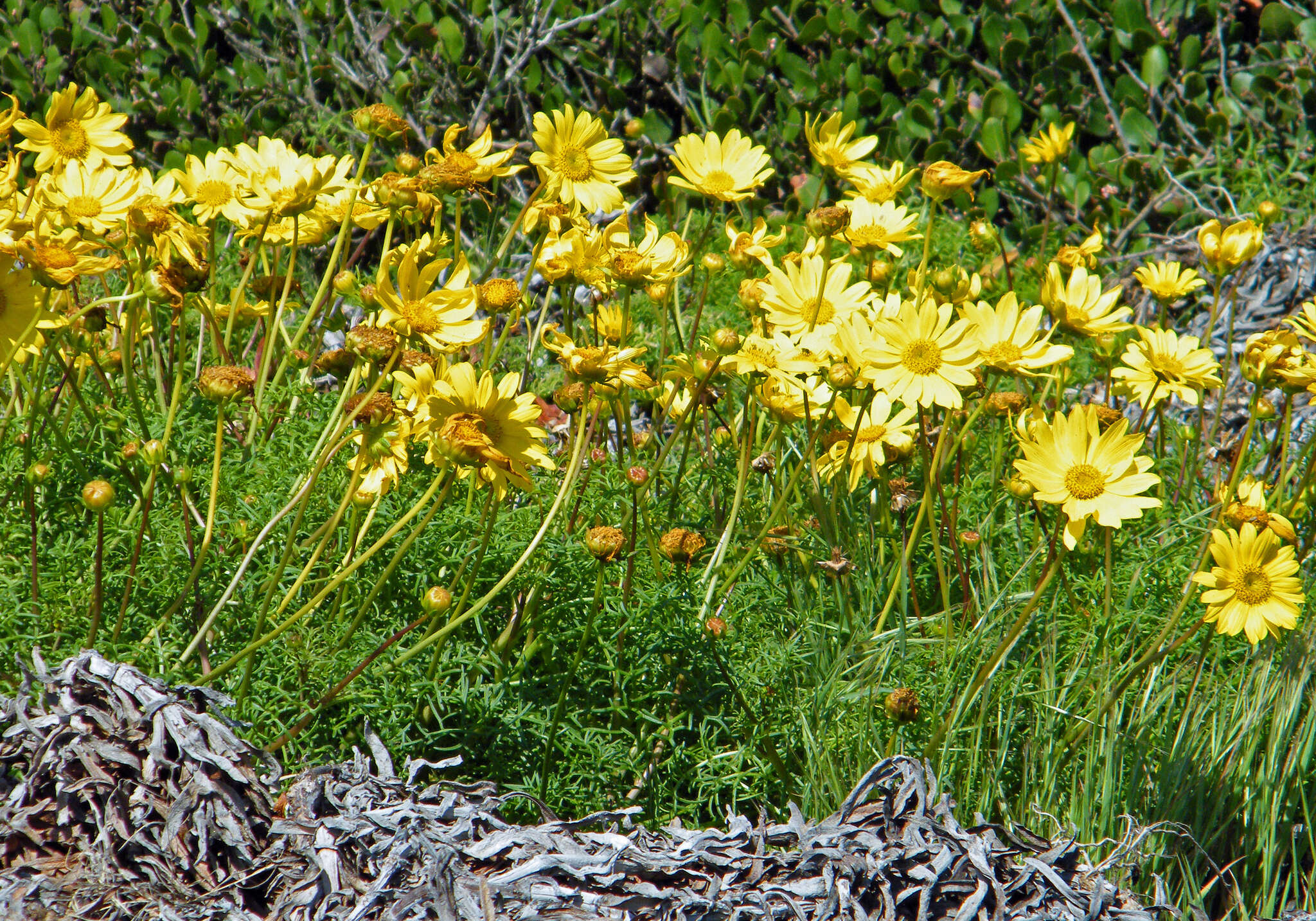 Image de Coreopsis maritima (Nutt.) Hook. fil.