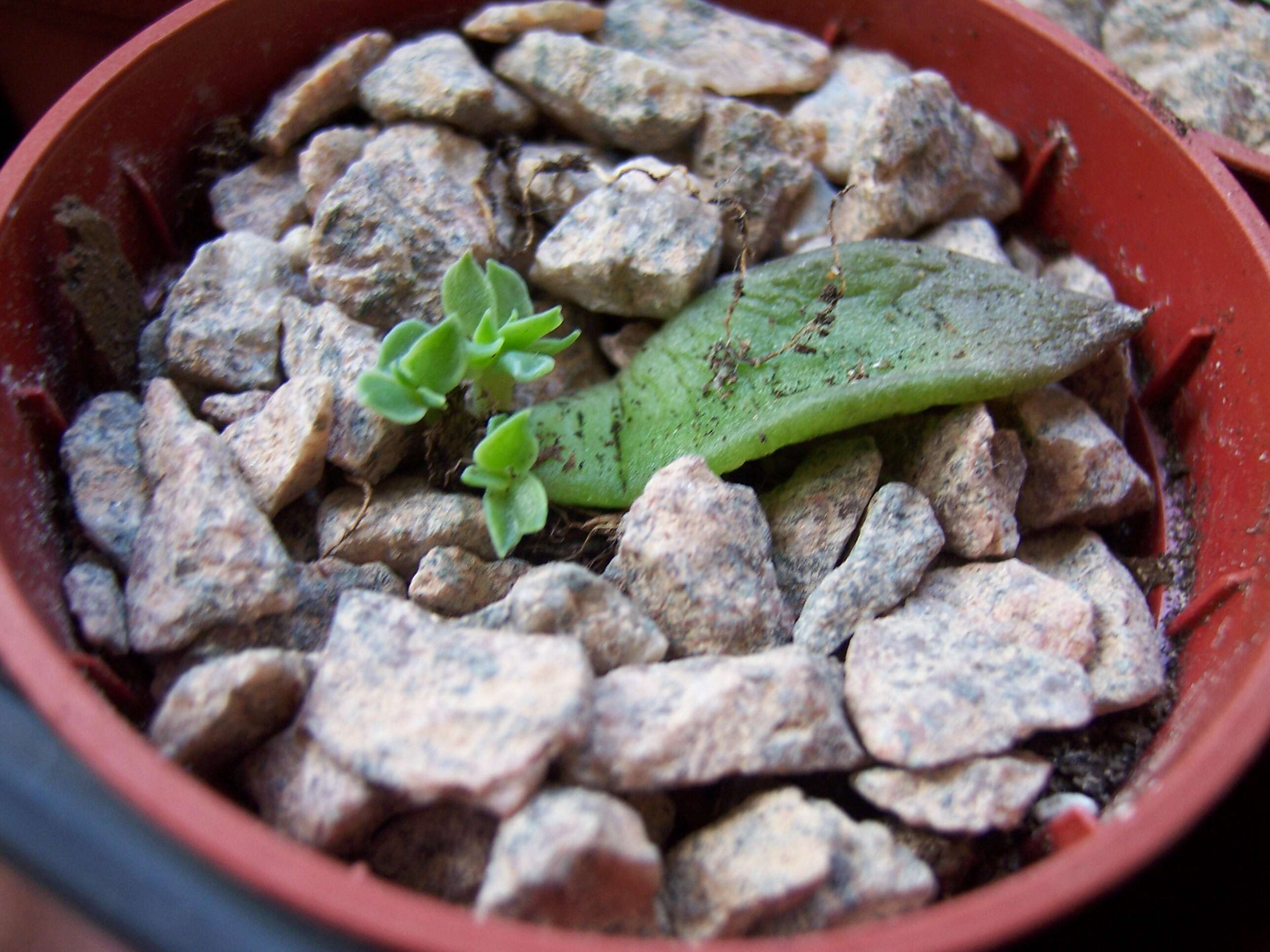 Image of Mexican Firecracker