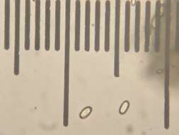 Image of Pseudombrophila cervaria (W. Phillips) Brumm. 1995