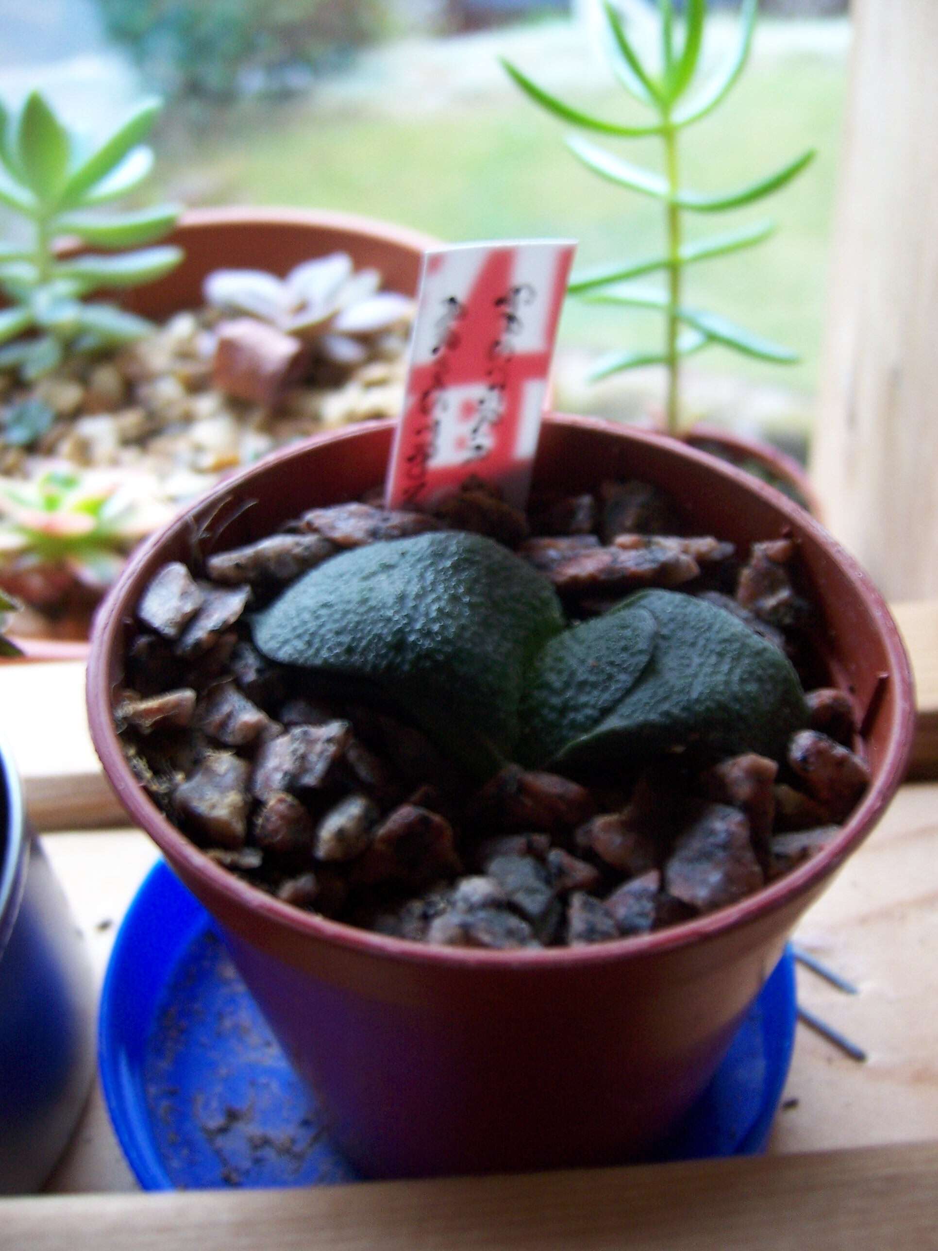 Image of Gasteria nitida var. armstrongii (Schönland) van Jaarsv.