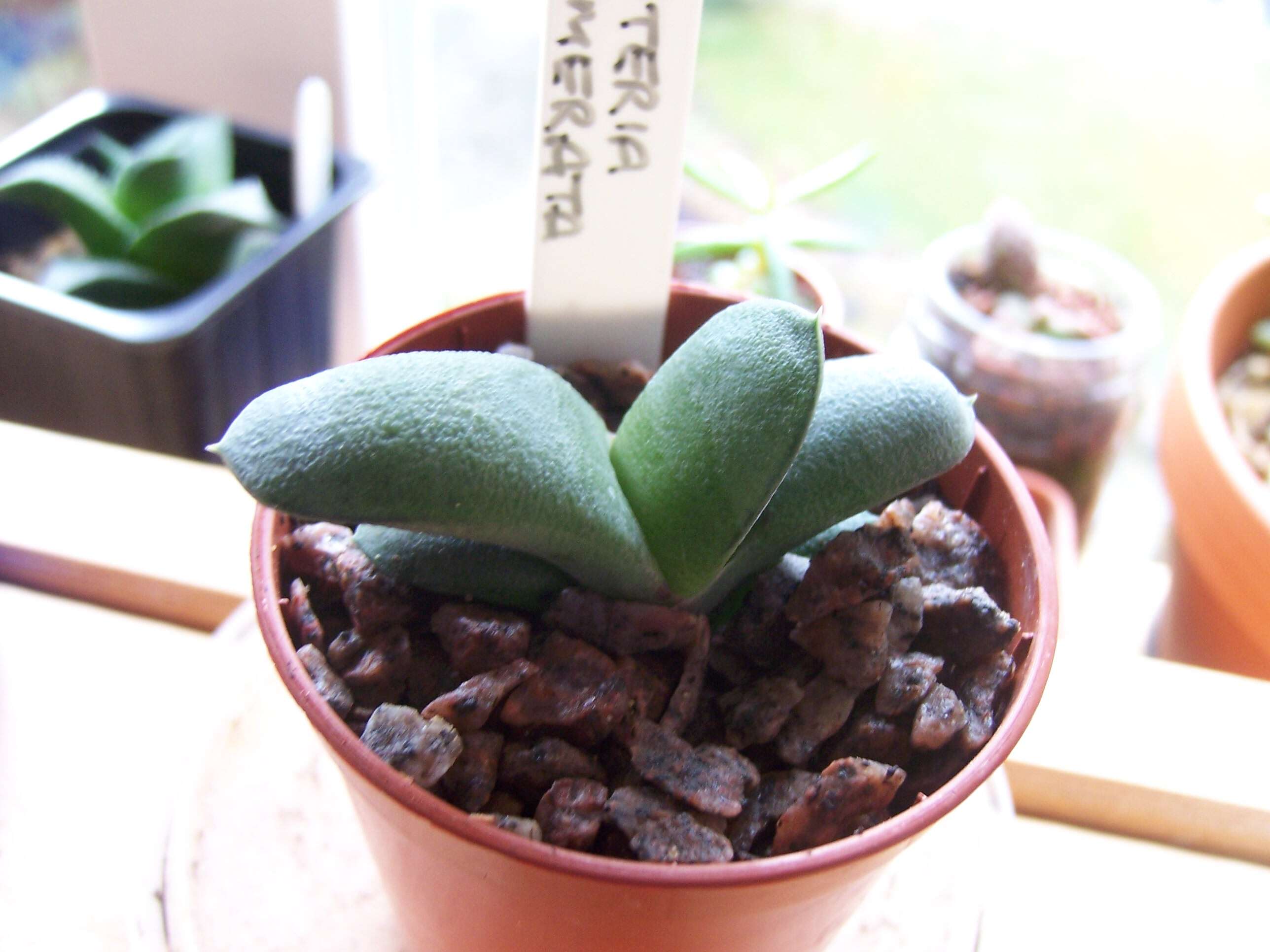 Image of Gasteria glomerata van Jaarsv.