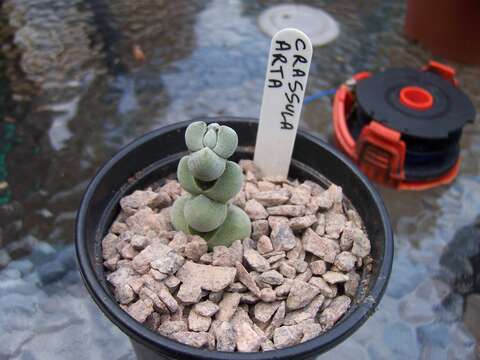 Image of Crassula deceptor Schönl. & Baker fil.