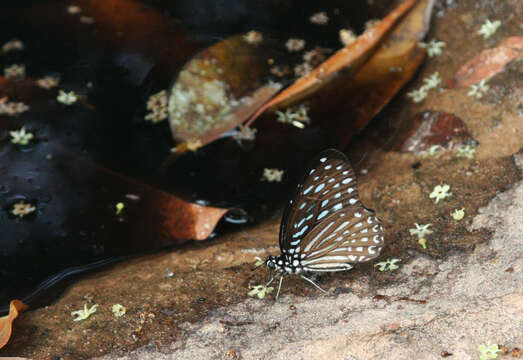 Image of Spotted Zebra Butterfly