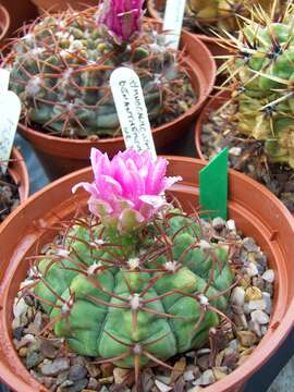 Imagem de Gymnocalycium oenanthemum Backeb.