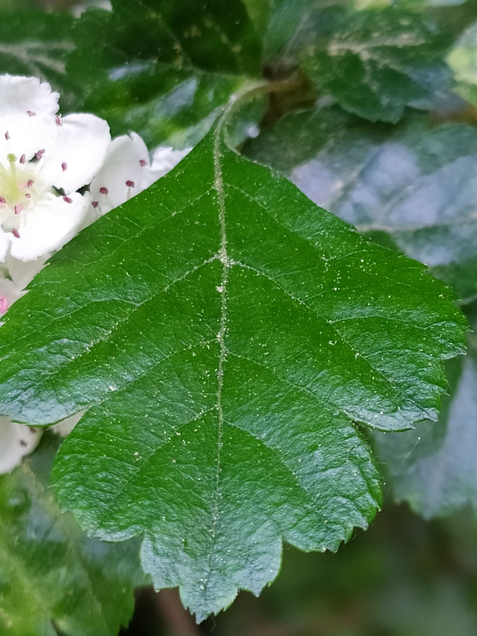 Imagem de Crataegus laevigata (Poir.) DC.