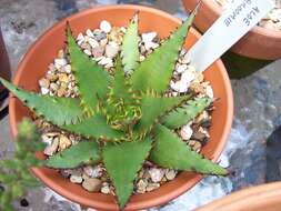 Aloe broomii Schönland resmi