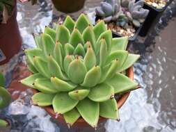 Image of Echeveria agavoides Lem.