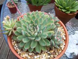 Image of Echeveria pulidonis Walther