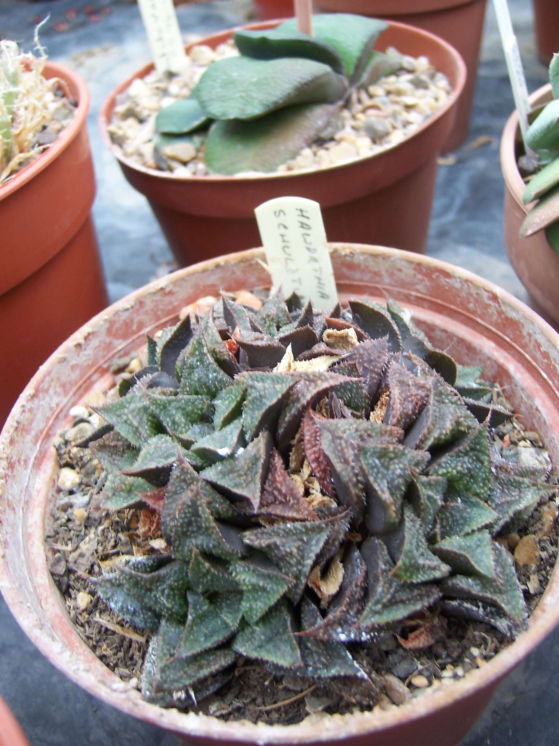 Image of Haworthia maraisii Poelln.