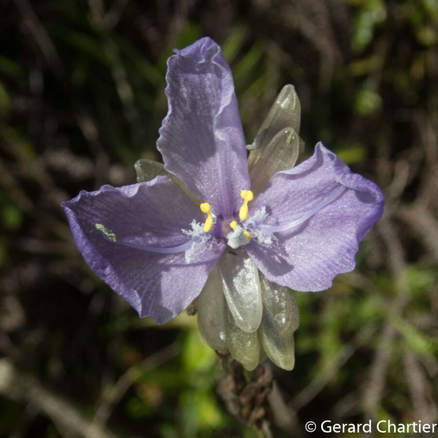 Sivun Murdannia macrocarpa D. Y. Hong kuva