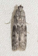 Image of Mediterranean Flour Moth