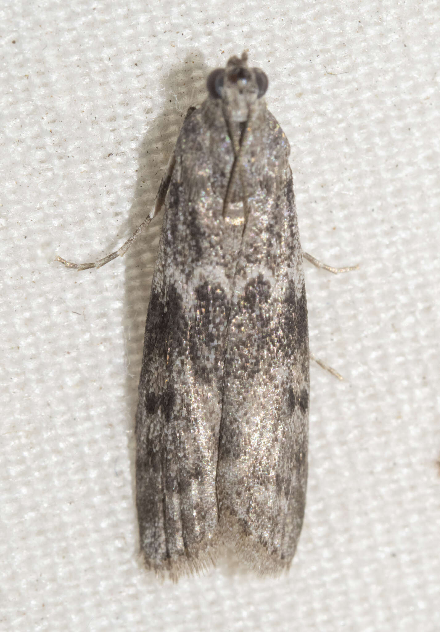 Image of Mediterranean Flour Moth