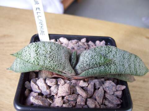 Image of Gasteria ellaphieae van Jaarsv.