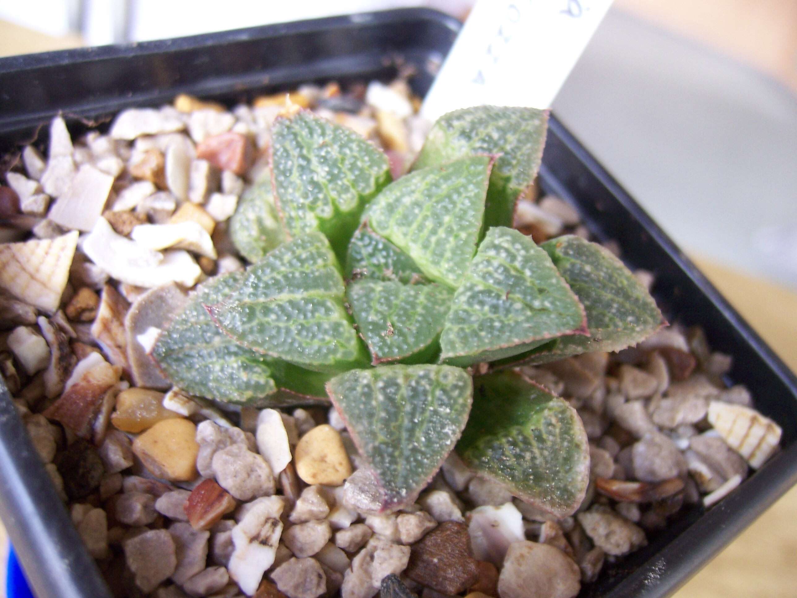 Слика од Haworthia pygmaea Poelln.