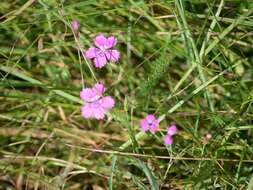 Image of maiden pink