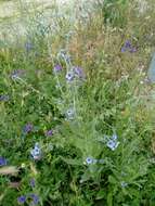 Image of blue hound's tongue