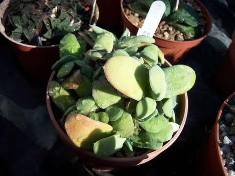 Plancia ëd Gasteria glomerata van Jaarsv.