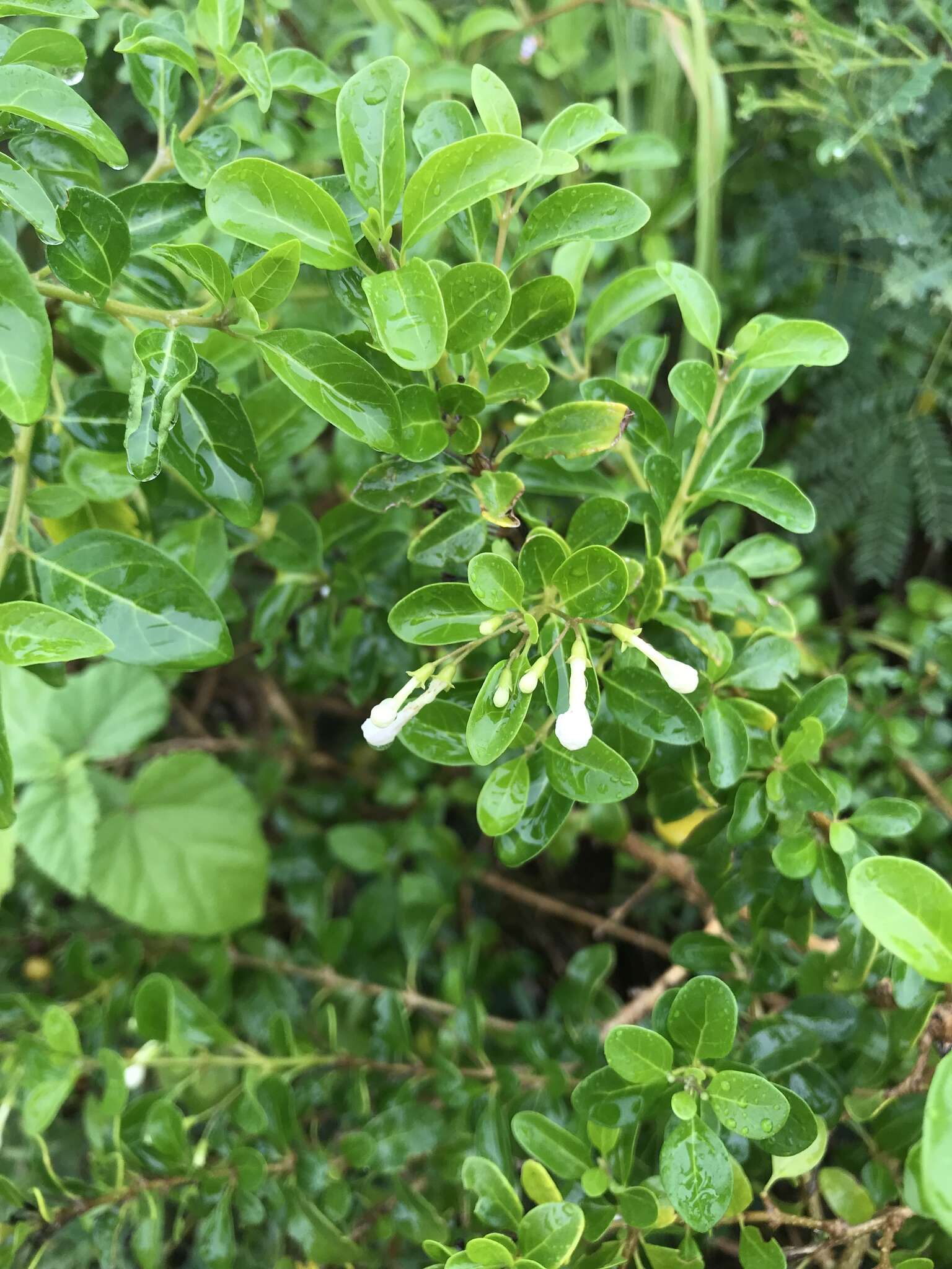 Imagem de Volkameria aculeata L.