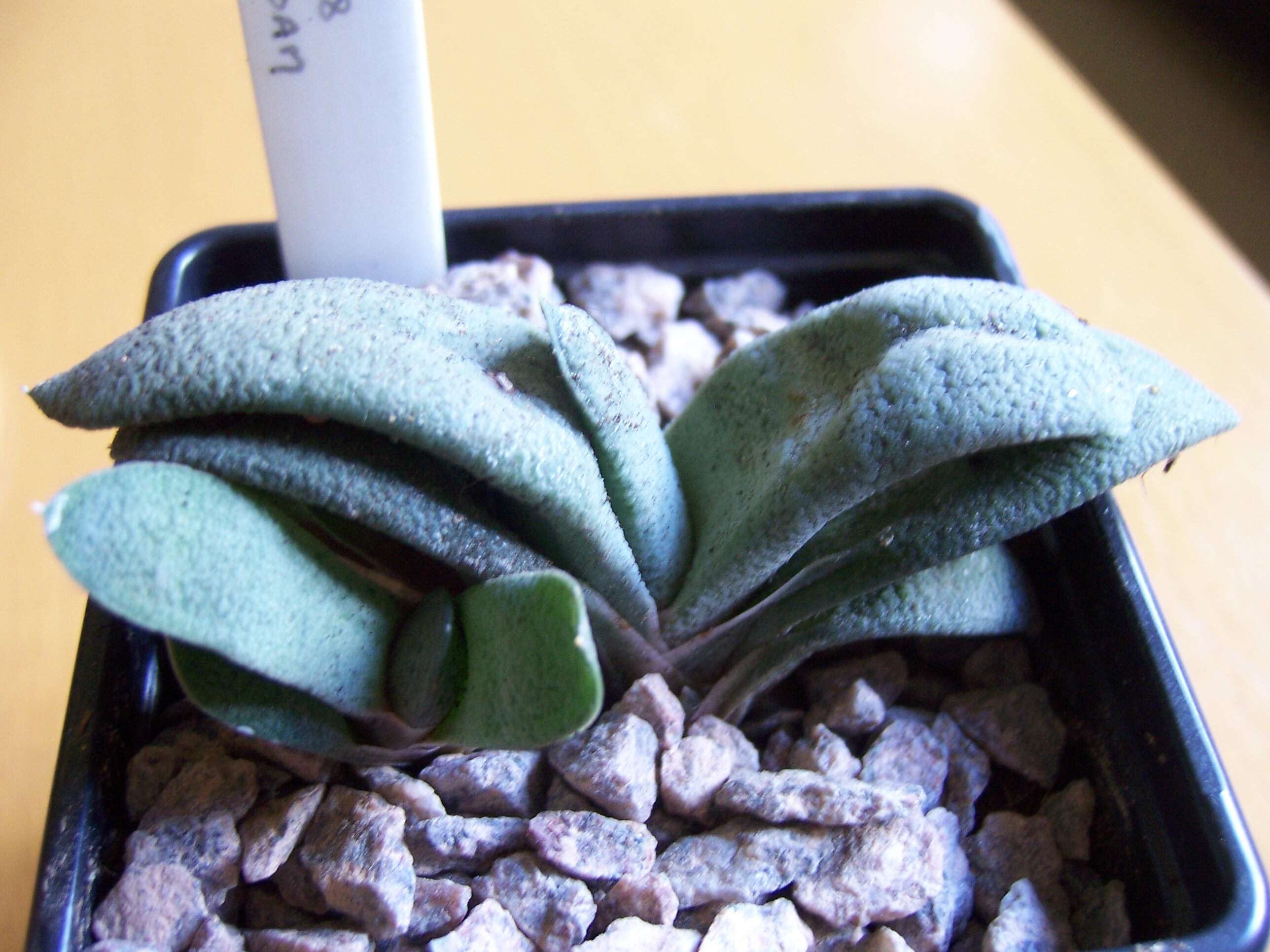 Image of Gasteria glomerata van Jaarsv.