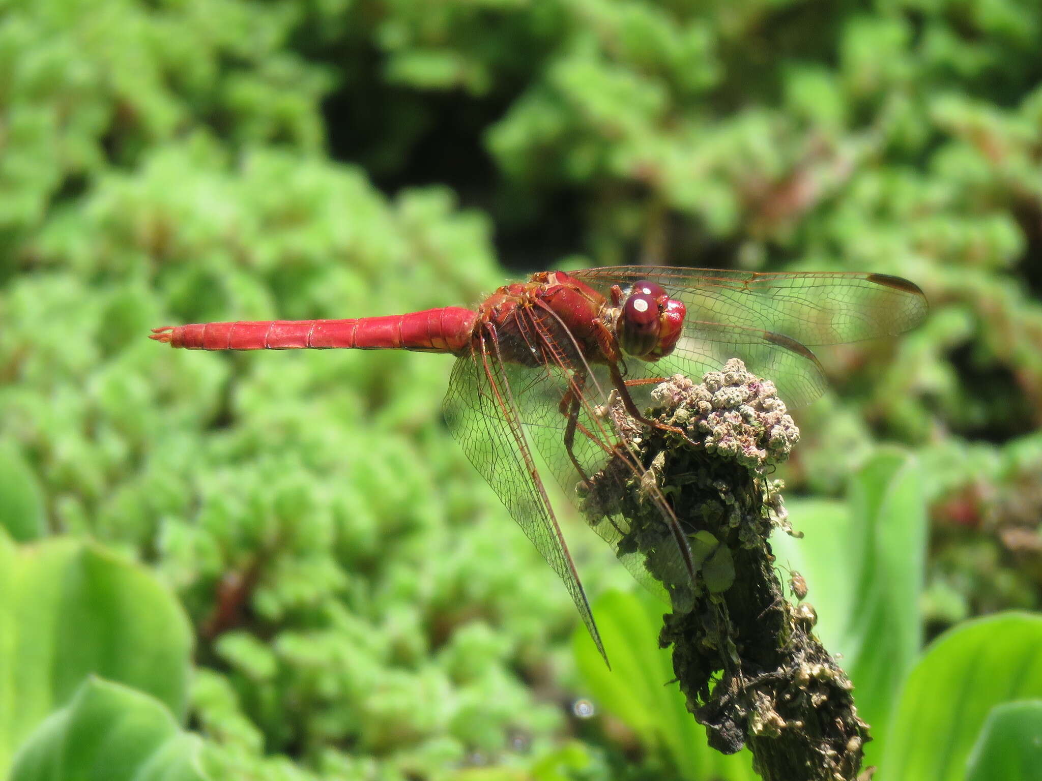 Слика од Orthemis nodiplaga Karsch 1891