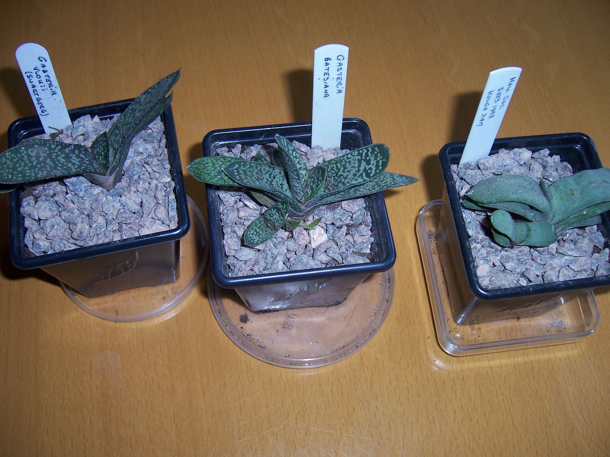 Image of Gasteria vlokii van Jaarsv.