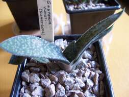 Image of Gasteria vlokii van Jaarsv.