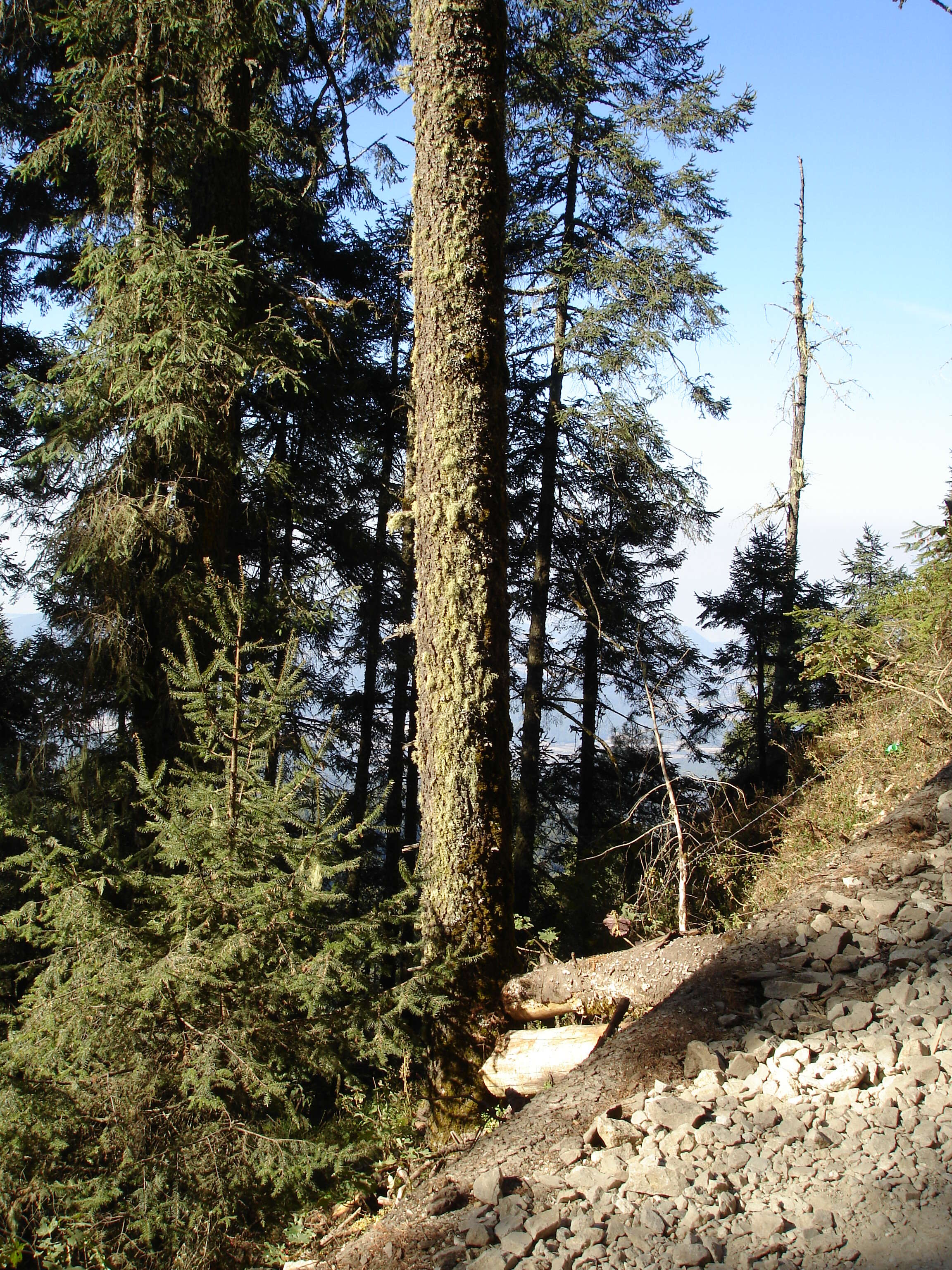 Image of Oyamel Fir