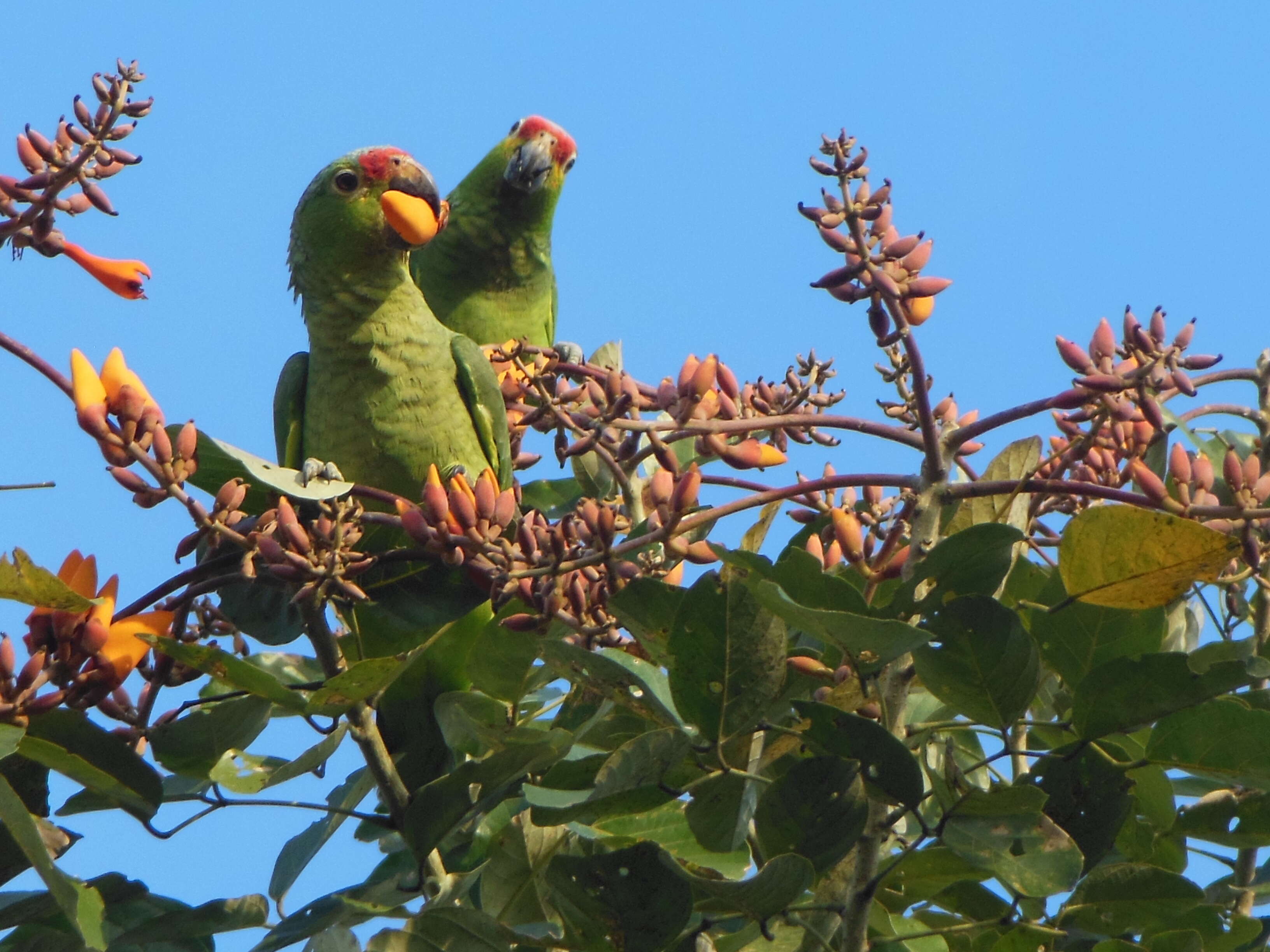 Imagem de Amazona autumnalis (Linnaeus 1758)