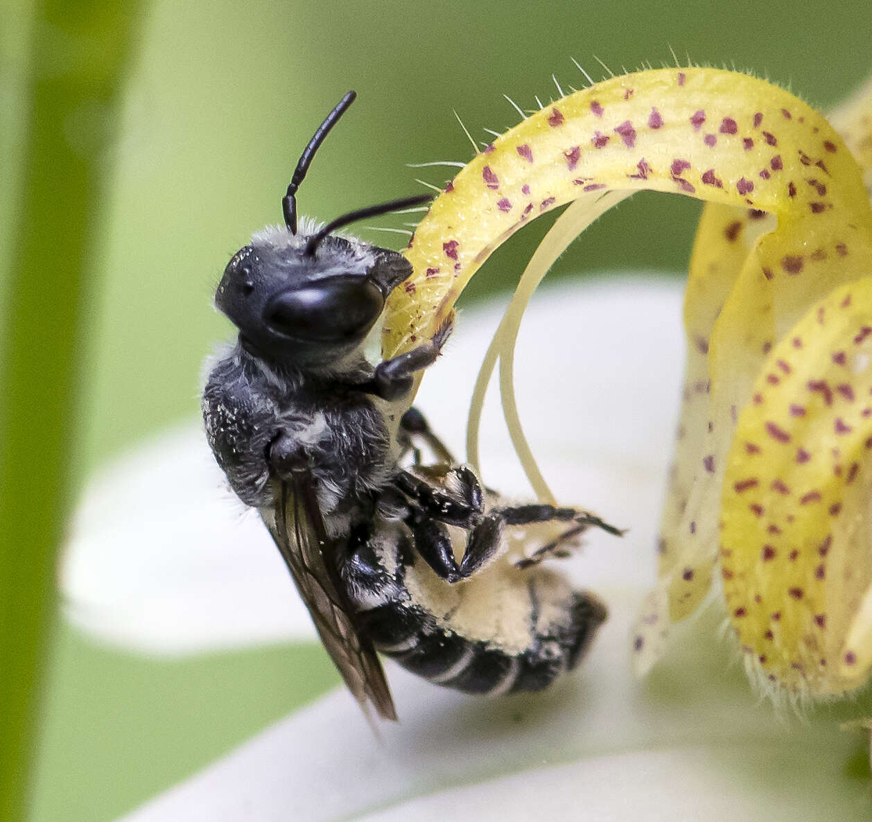 Imagem de Megachile exilis Cresson 1872