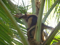 Image of anteater