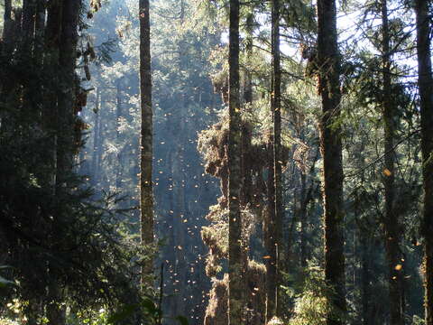 Image of Oyamel Fir