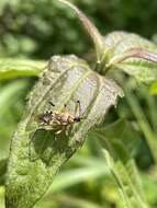 Sivun Rhynocoris rapax (Stål 1855) kuva