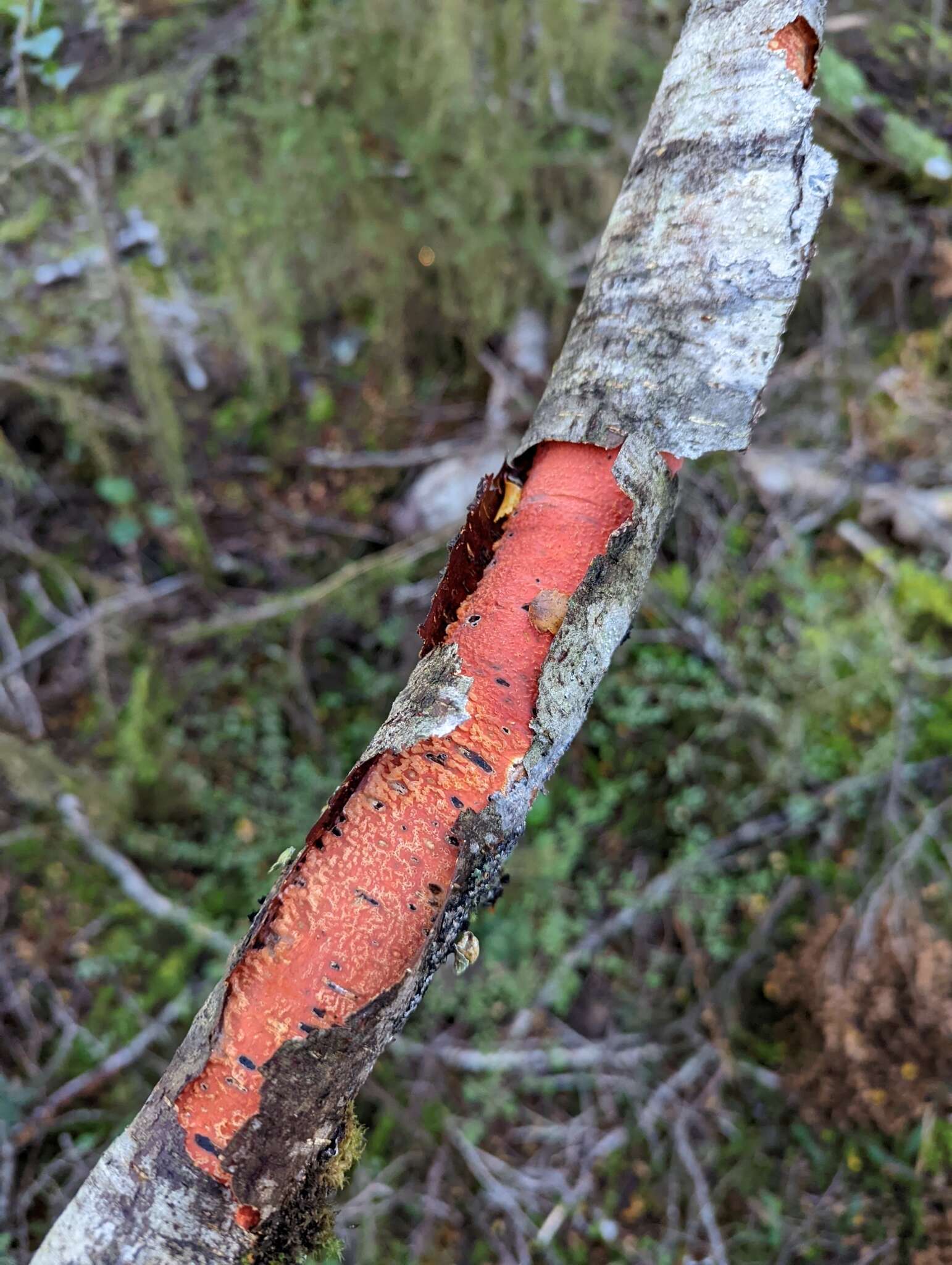 Image of Australovuilleminia coccinea Ghob.-Nejh. & Hallenb. 2010