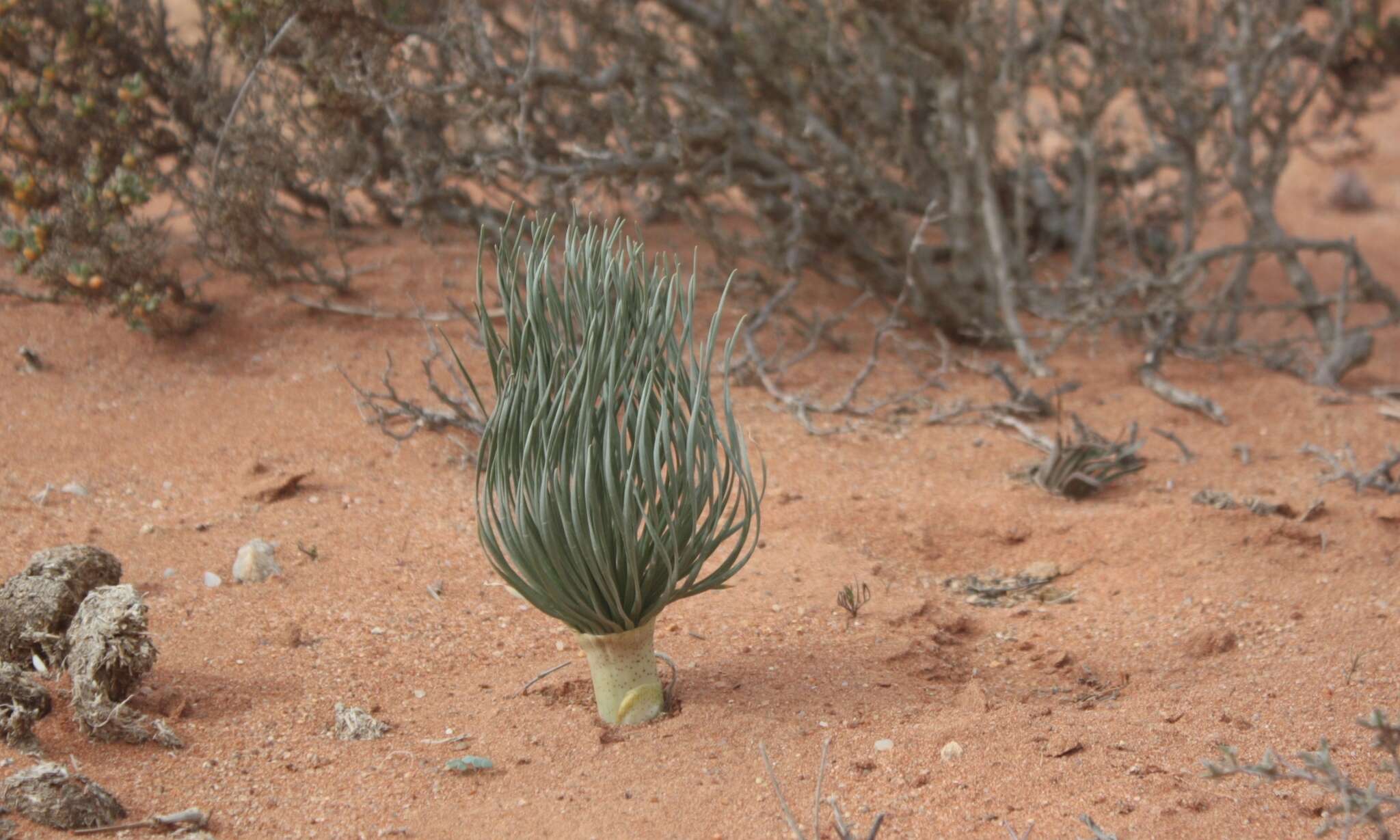 Image de Gethyllis grandiflora L. Bolus