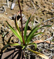 Chamaescilla spiralis (Endl.) F. Muell. resmi